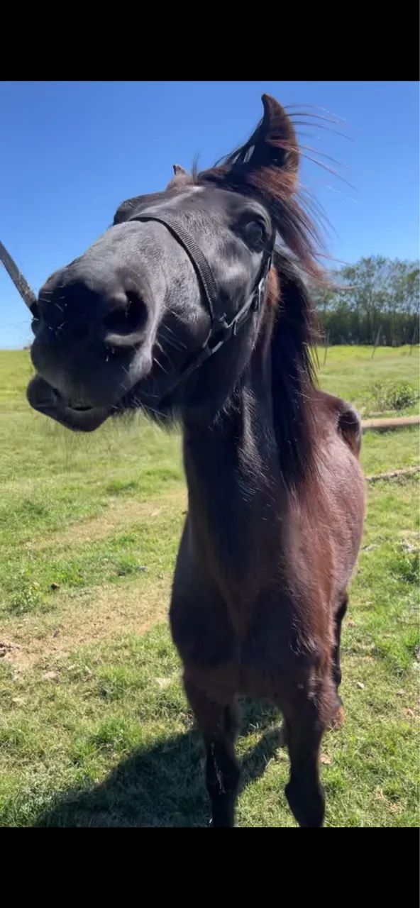 Cavalo  - Foto 2