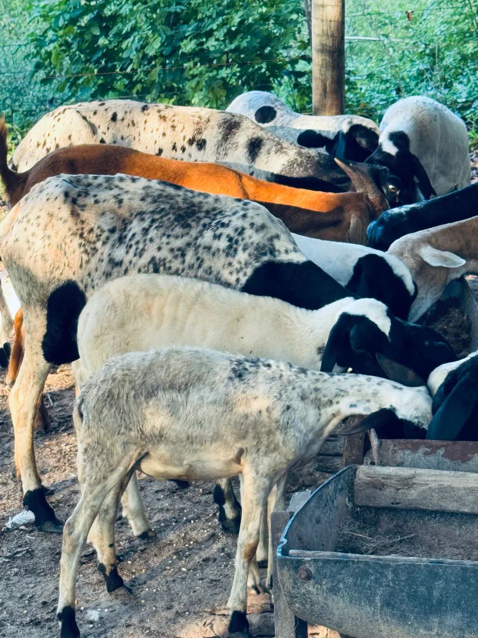 Ovelhas e carneiro  - Foto 2