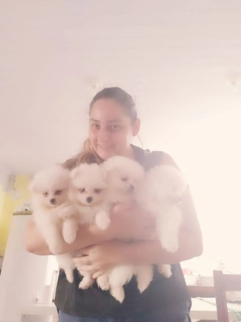 LULU DA POMERÂNIA PROMOÇÃO!!  - Foto 3