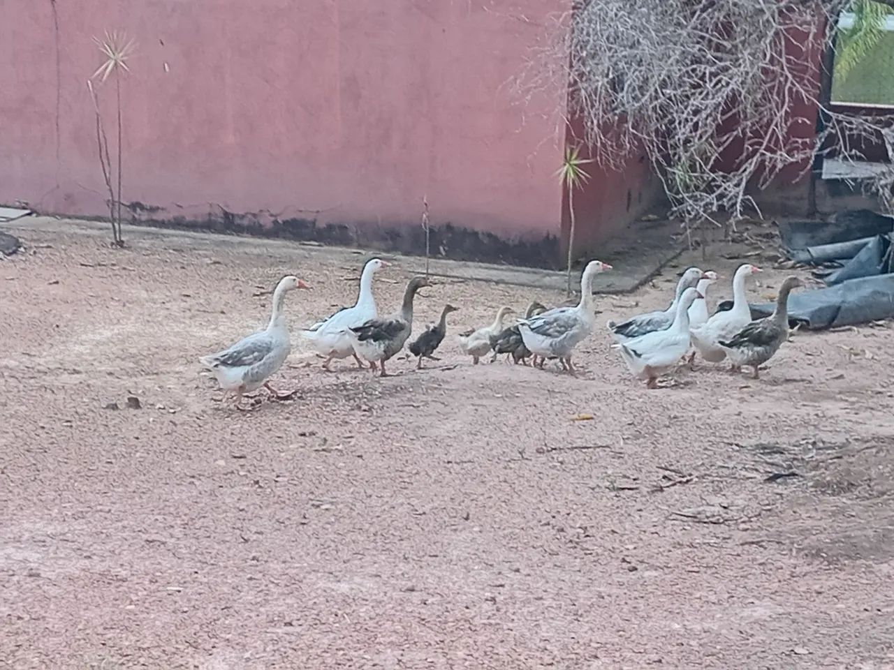 Ganso chinês  - Foto 5