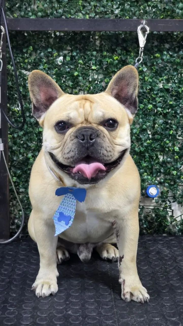 Buldogue francês 