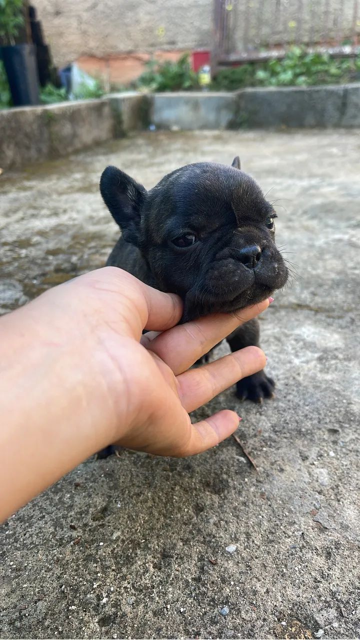 Vendo buldogue francês  - Foto 3