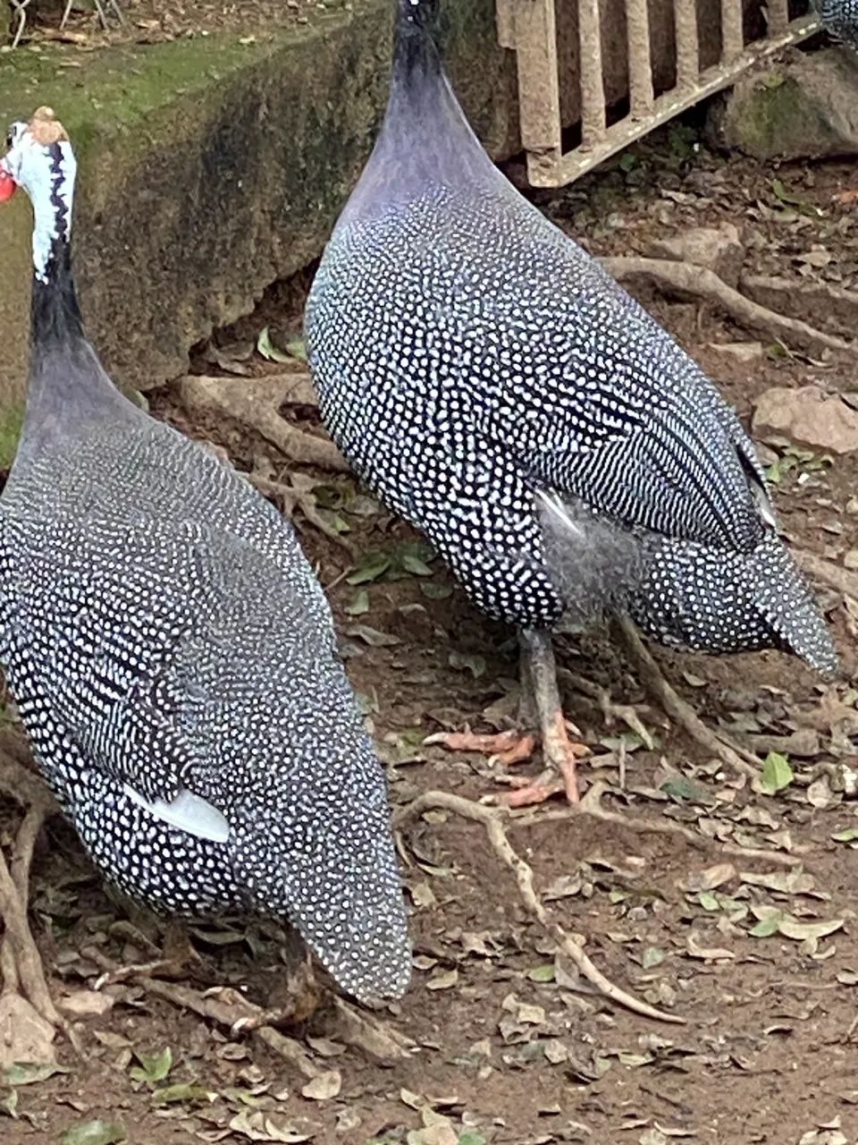Galinhas de Angola  - Foto 5