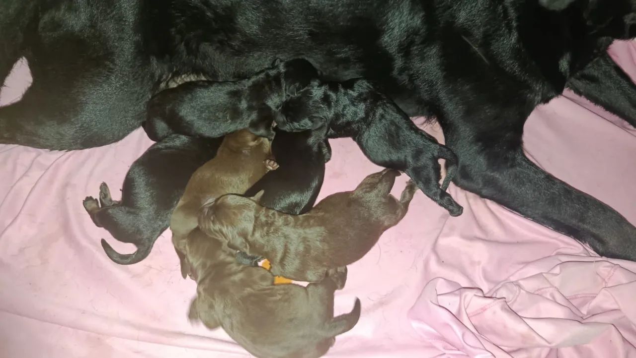 Filhotes de Labrador 