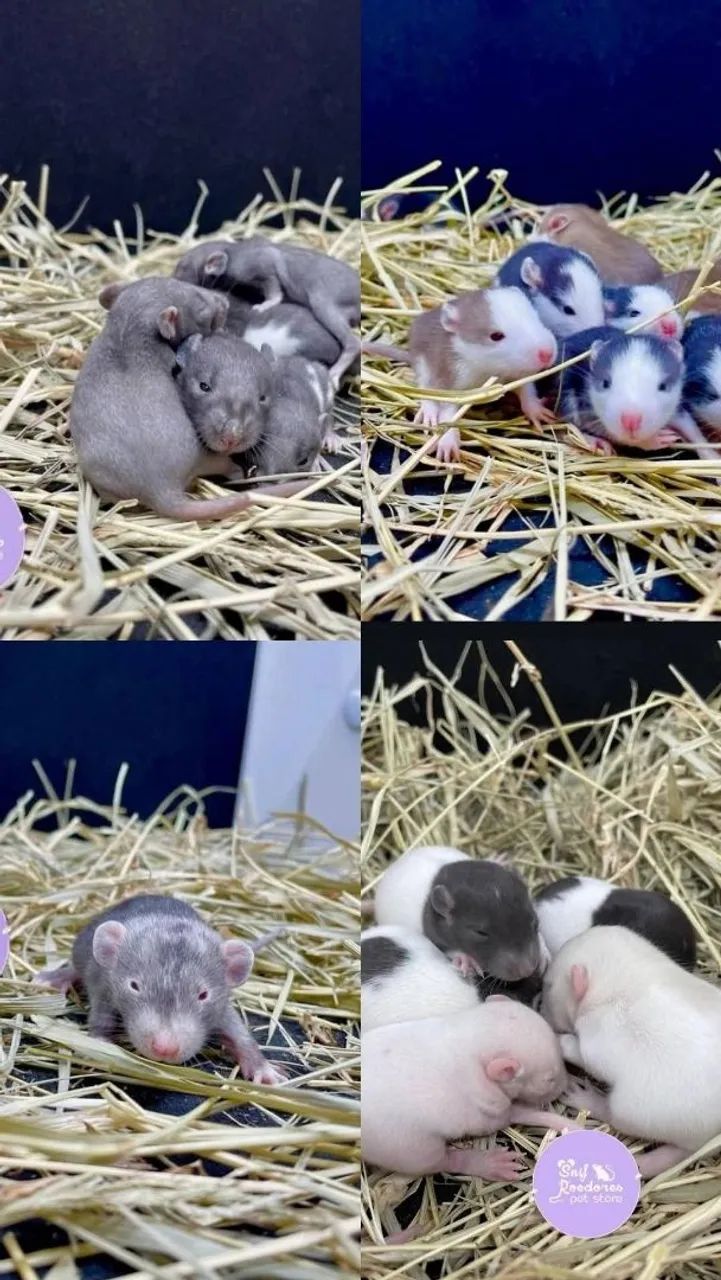 Filhotes de rato twister  - Foto 2