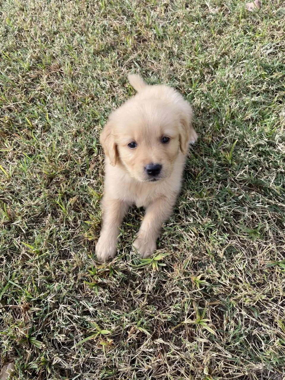 DOANDO GOLDEN 