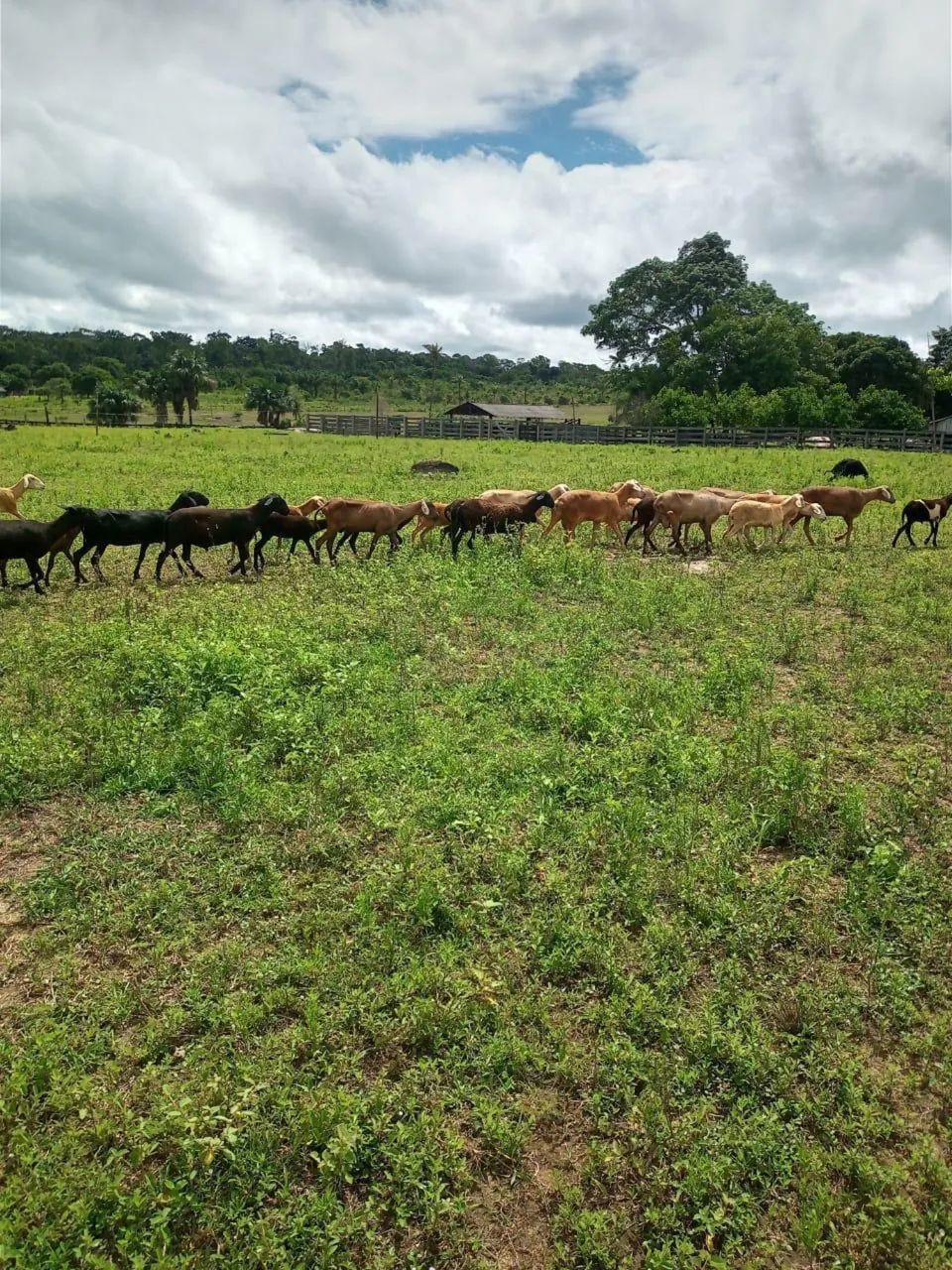 Vende-se ou TROCA-se fazenda Porteira fechada