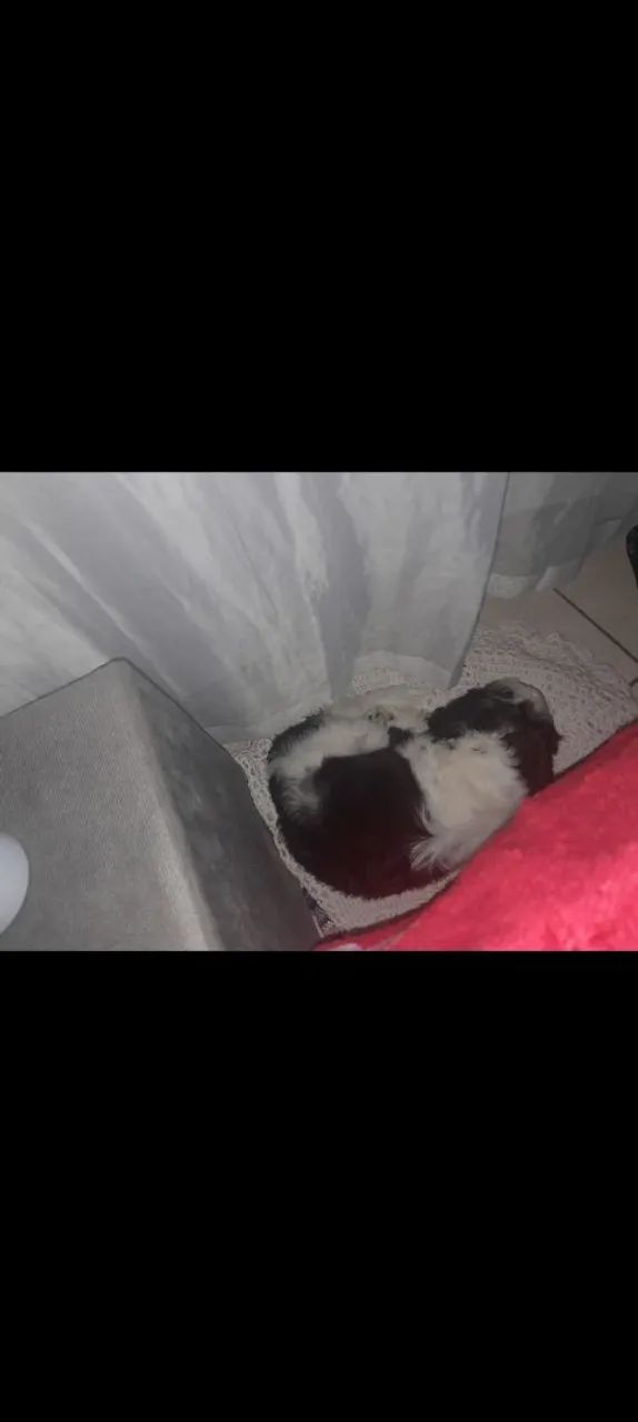 Cachorro shiatsu 650 - Foto 2