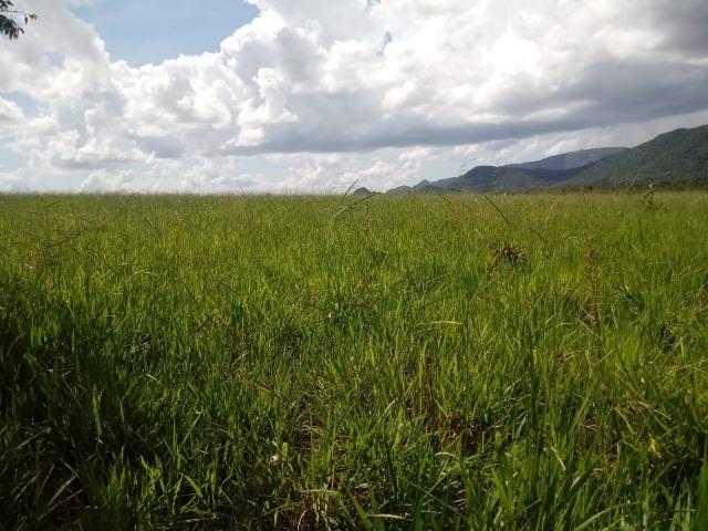 Fazenda Rosario Oeste 50 km fora asfalto 782 ha R$ 3 mi - Foto 7
