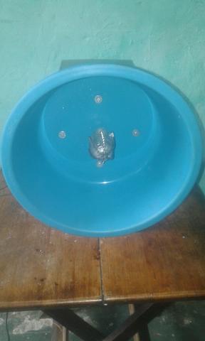 Vendo ralado de coco. Fala comigo no zap - Foto 2