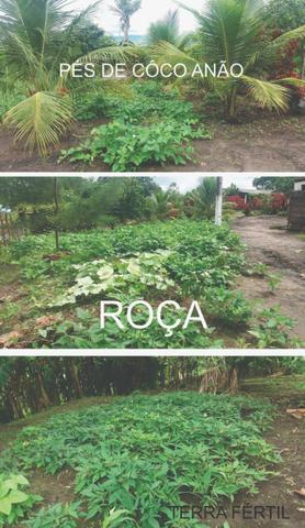 Sitio, Chácara - Foto 3