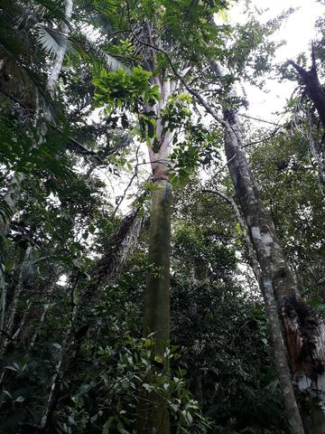 Sitio em Toca da onça,Lumiar,Nova Friburgo - Foto 14