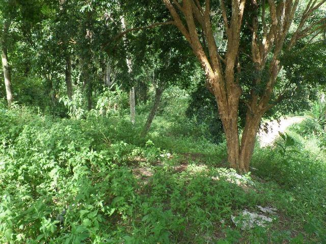 154 - Área de terra em Providência - Foto 5