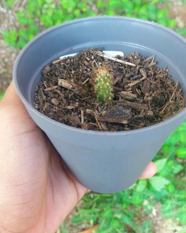Cactos - Foto 3