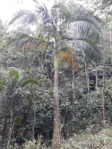 Sitio em Toca da onça,Lumiar,Nova Friburgo - Foto 17