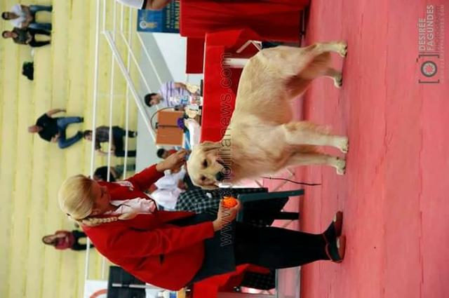 Golden Retriever. Canil Golden Gleam Linhagem Premiada CbKc Desconto de 20% ! - Foto 3