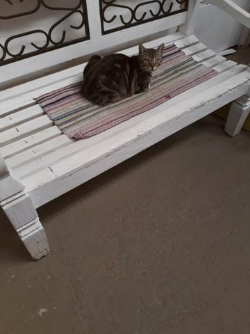 Doando um gatinho - Foto 3
