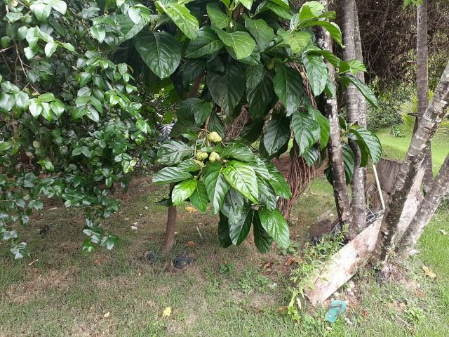 Sitio a venda em Andana-Guarapari ES com 2 - Foto 6