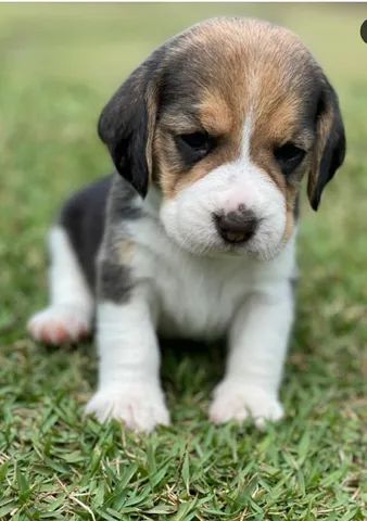 Amores de Filhotes Beagles Inglês  - Foto 2