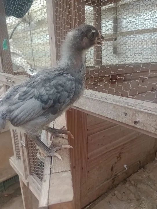 Frangotinha linhagem pesadão ( Cendre) 