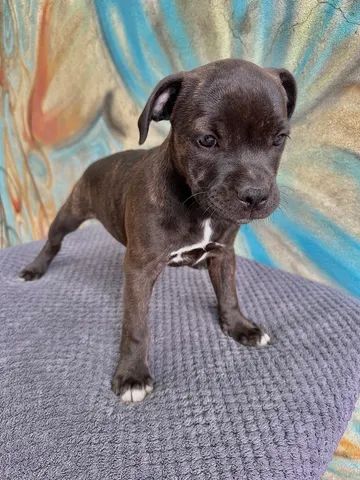 Staffordshire bull 2024 terrier olx