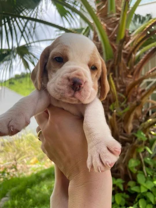 Beagle - Foto 2