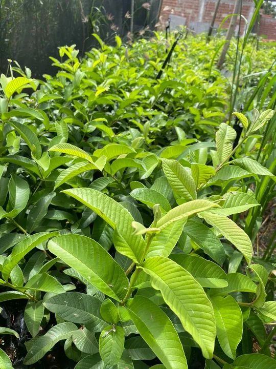 Mudas de goiaba paluma - Foto 4