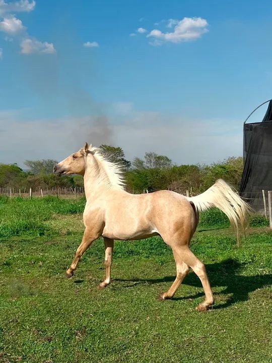 Cavalo macho PURO e REGISTRADO