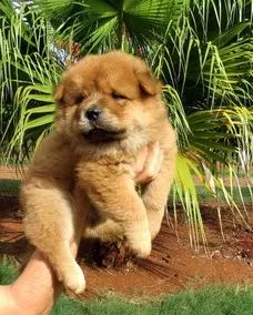 Chow chow filhotes  - Foto 5