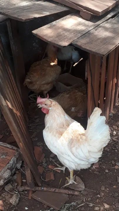 Ovos de galinha caipira - Foto 5