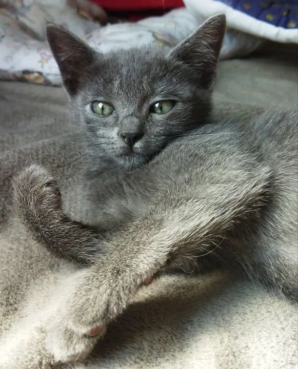 Azul Russo Hipoalergênico filhote  - Foto 5