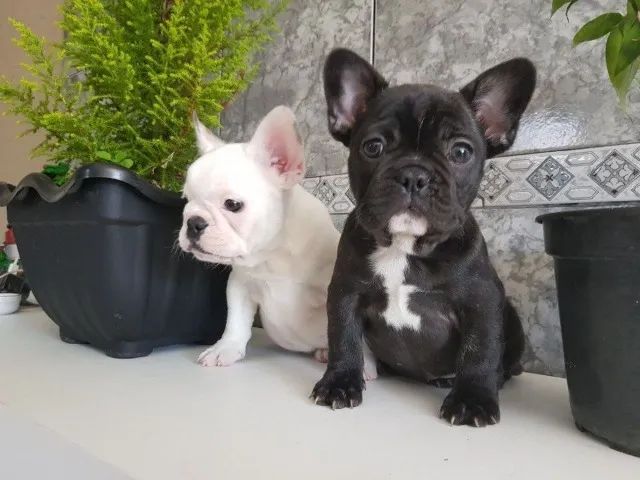 Bulldog frances cores padrões e exoticas  - Foto 4