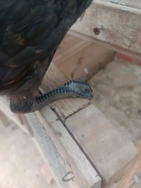 Frangotinha linhagem pesadão ( Cendre)  - Foto 6