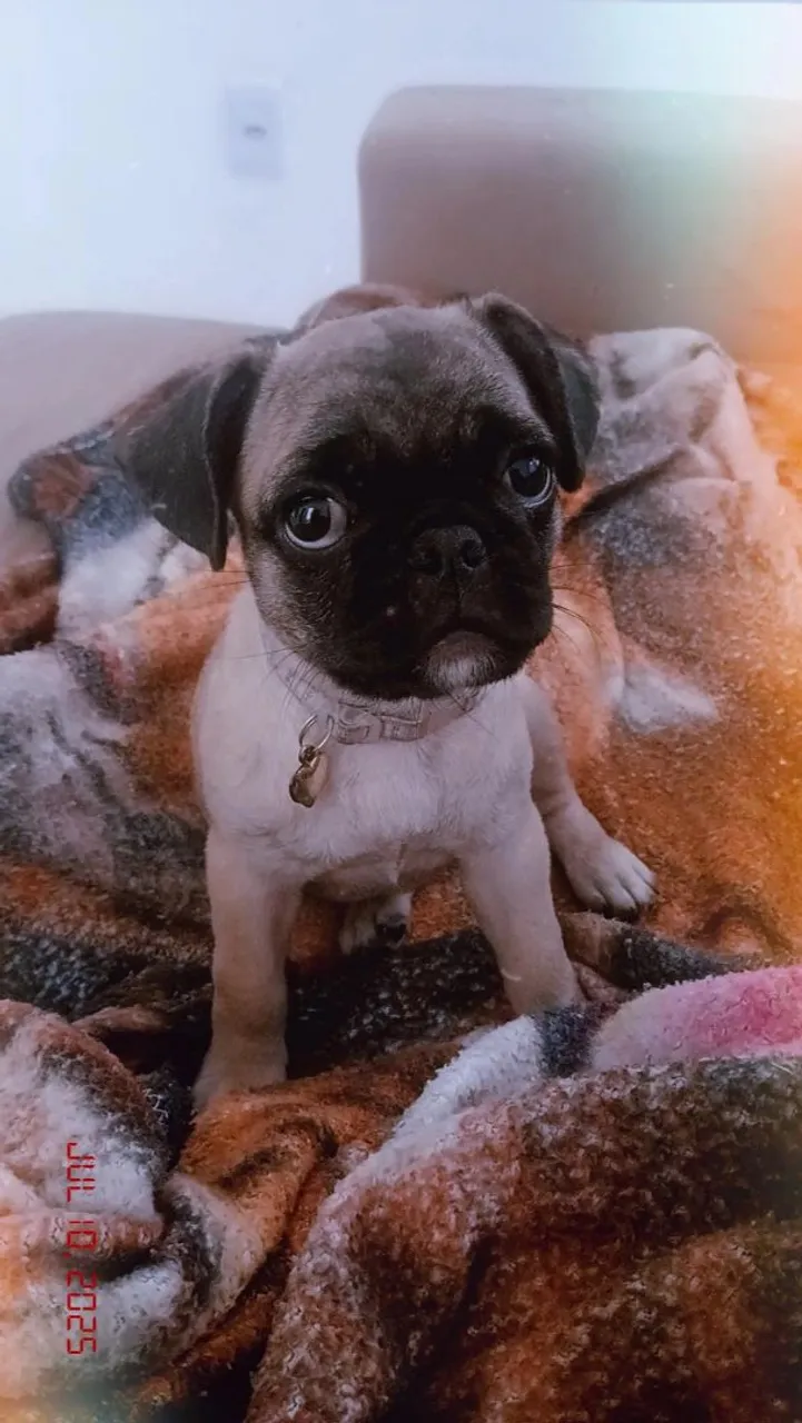 Filhote de Pug adorável para adoção!