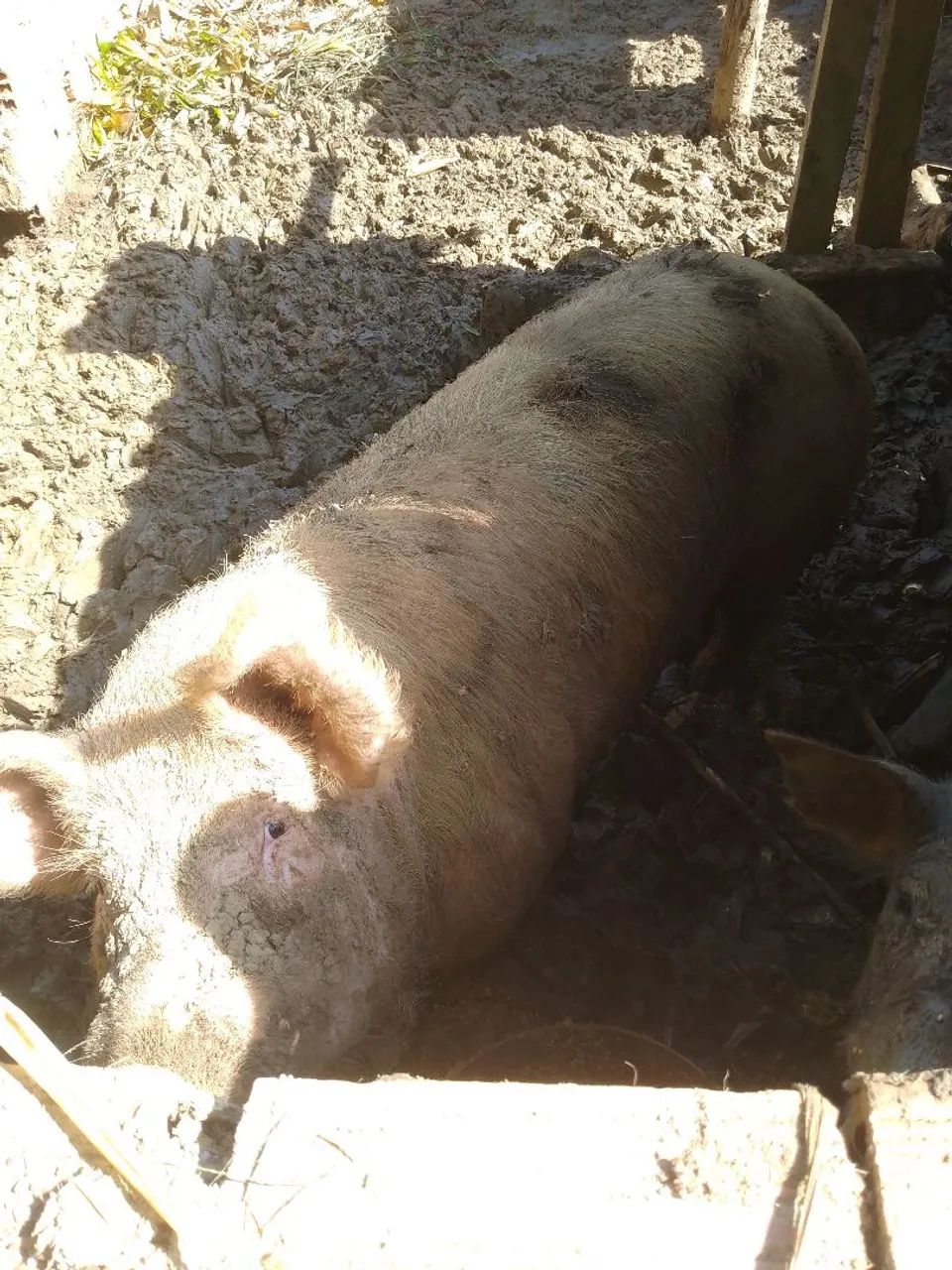 Porco para venda