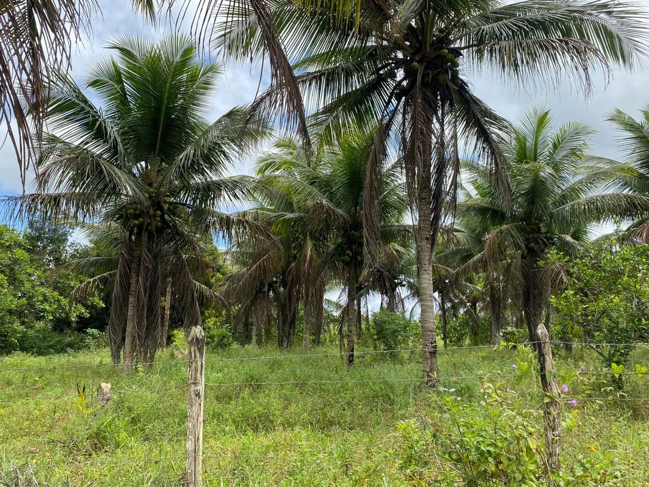 Foto - Feira de Santana - Lagoa Grande