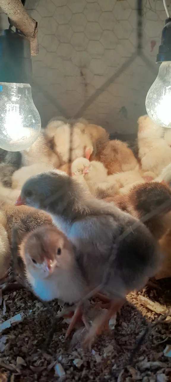 Vendo pintinhos caipira c 5 dias