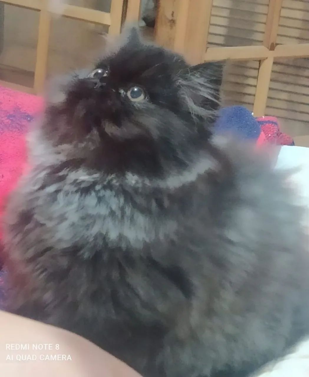 Filhote de persa - Foto 2