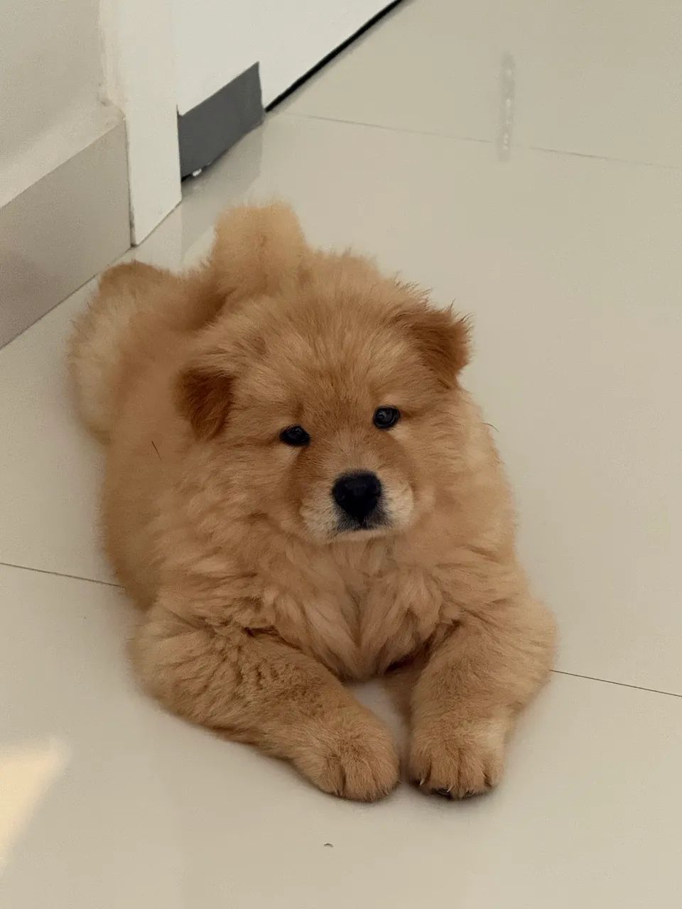 Vende-se Chow Chow Puro