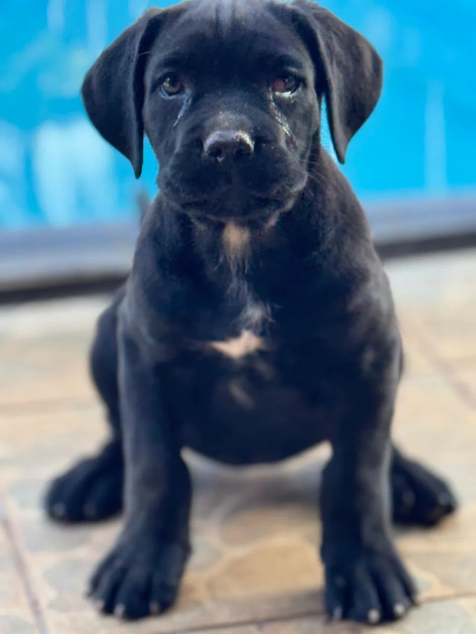 Ninhada disponível - Cane Corso Italiano  - Foto 2