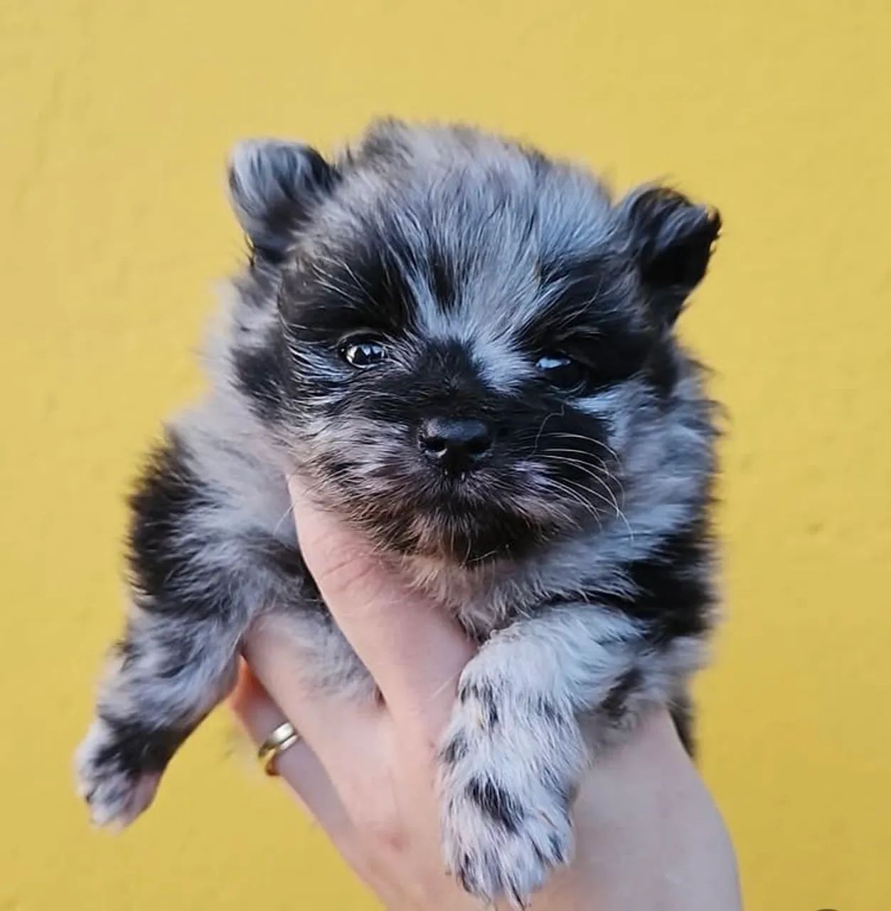 Filhotes de Spitz Alemão/Lulu da Pomerania Cachorros São José