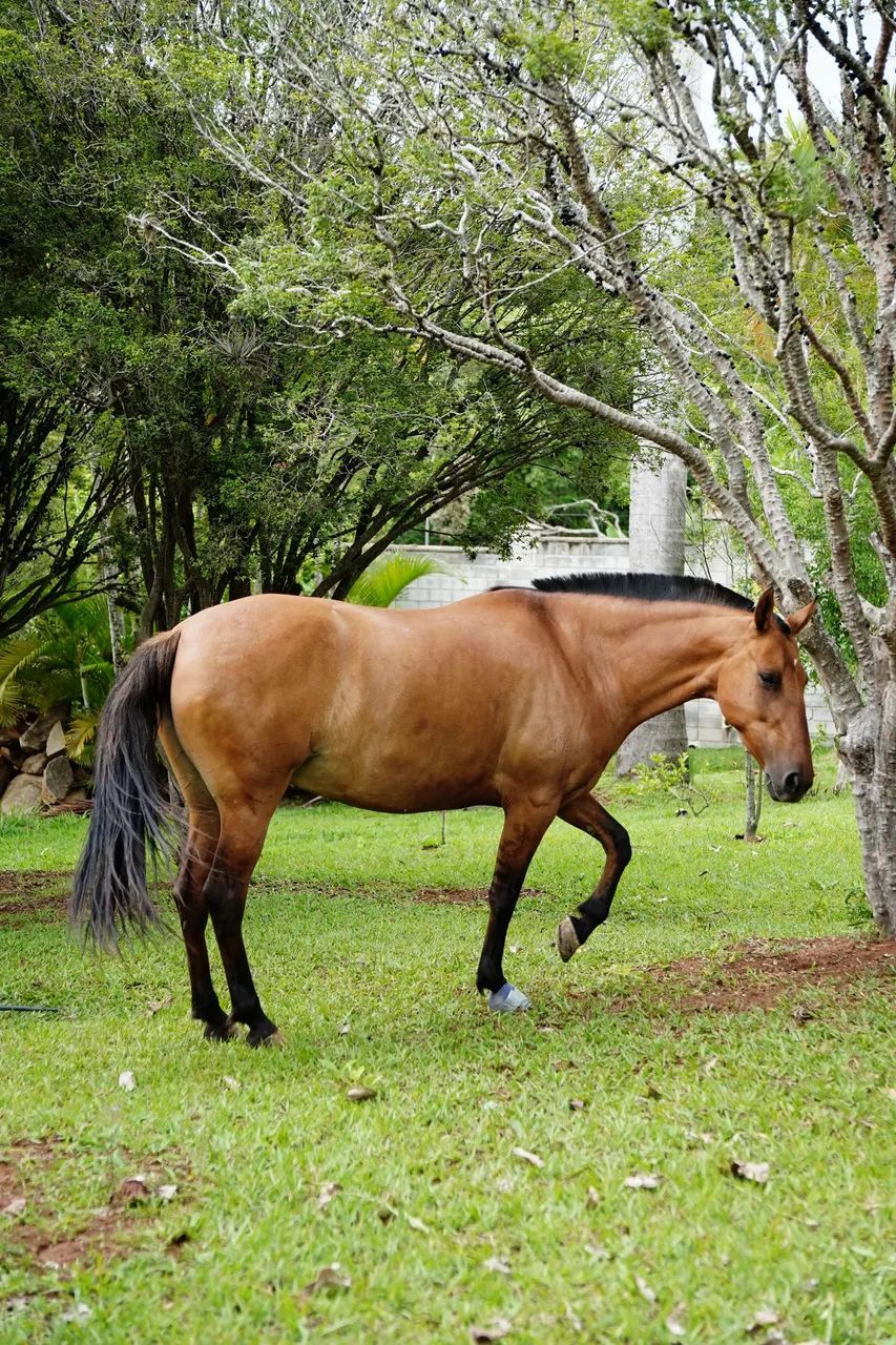 Égua manga larga marchador - Foto 5