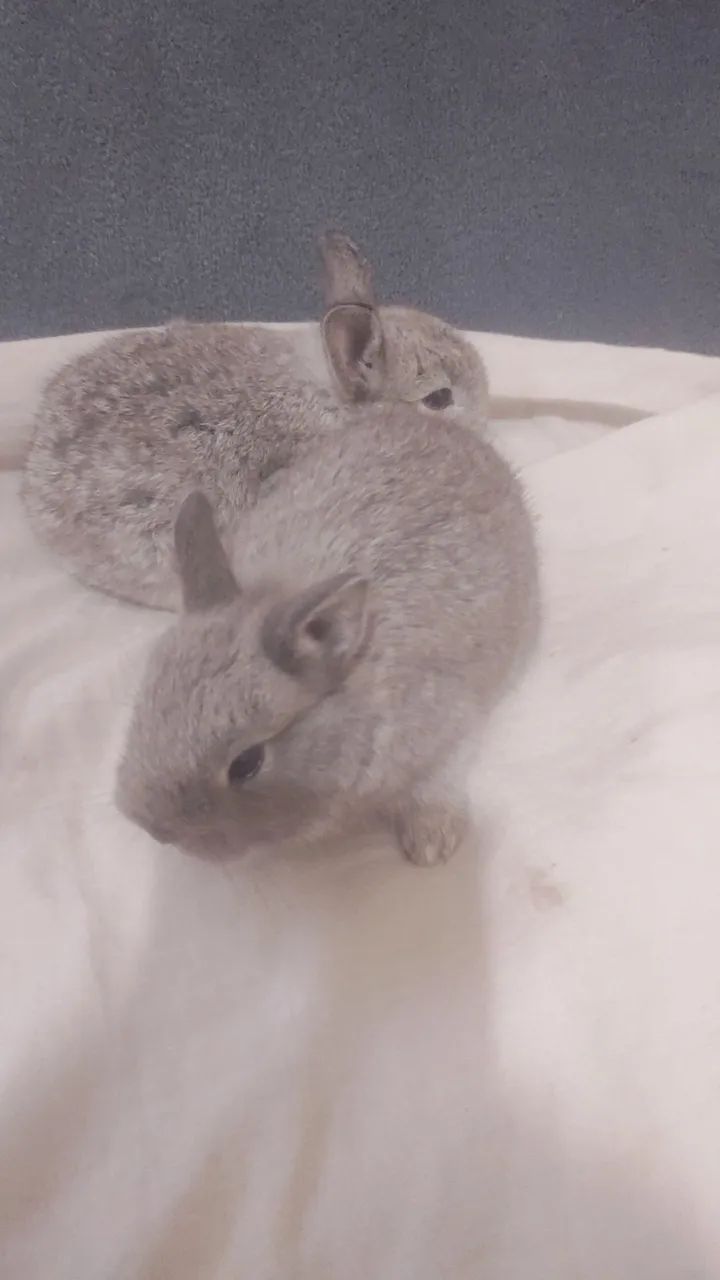 Mini coelho  - Foto 5