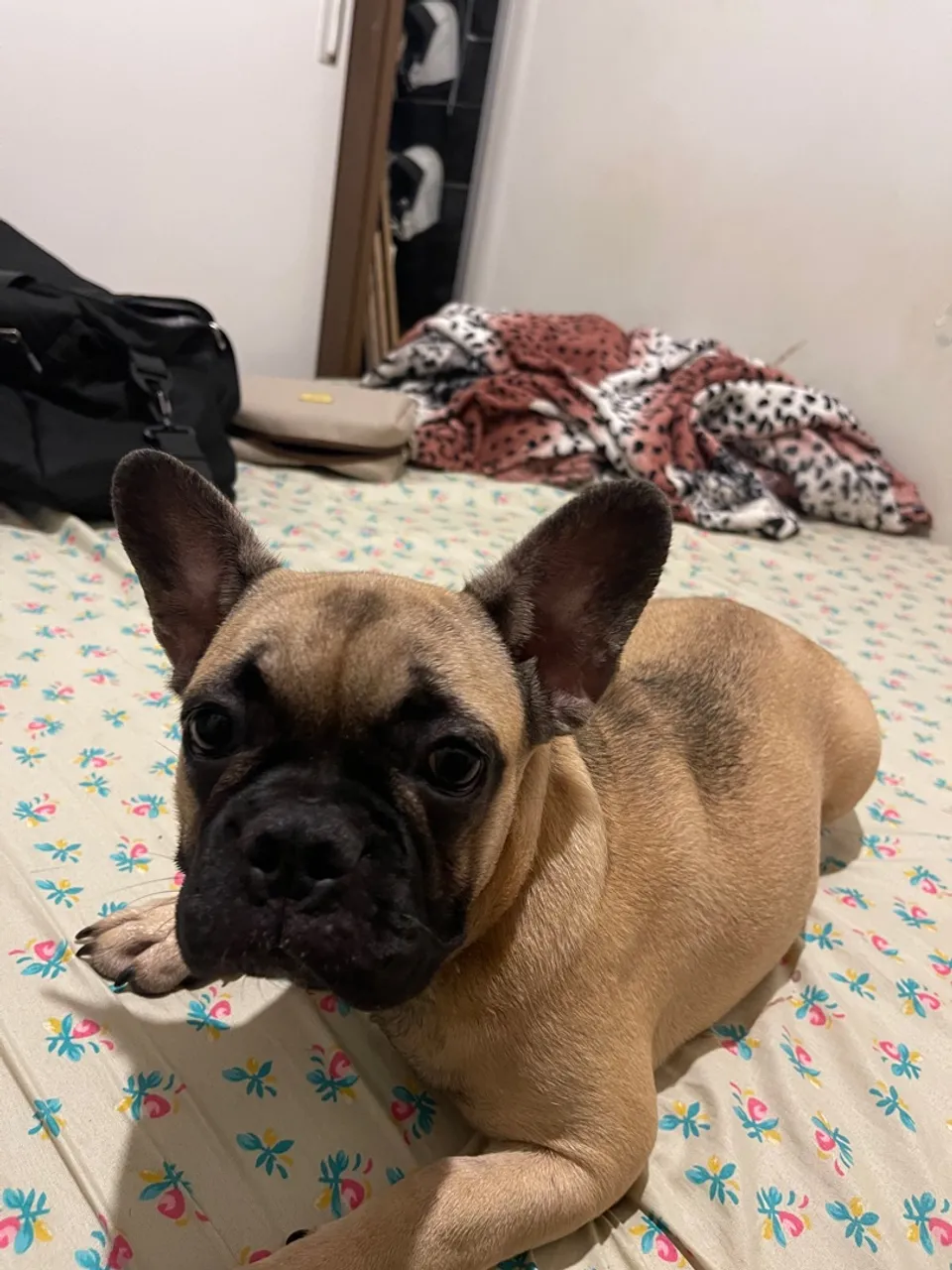 Bulldog Francês Fêmea