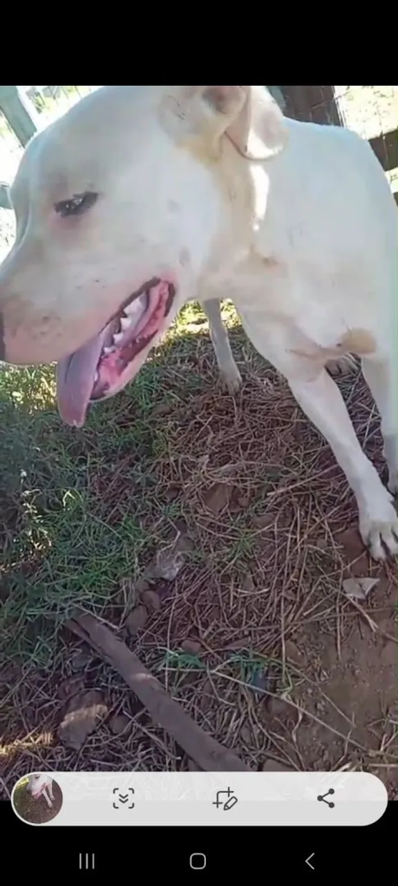 DOGO ARGENTINO 7 MES ...DE ÓTIMA LINHAGEM