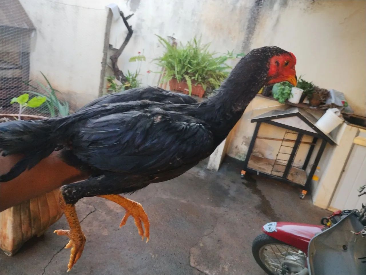 Frango  indio preto