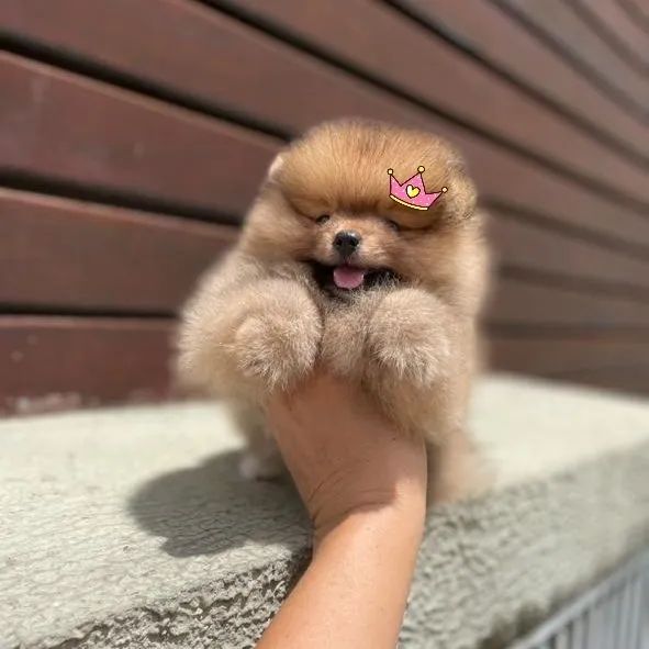 Filhotes de Lulu da Pomerânia Legítimos  - Foto 2