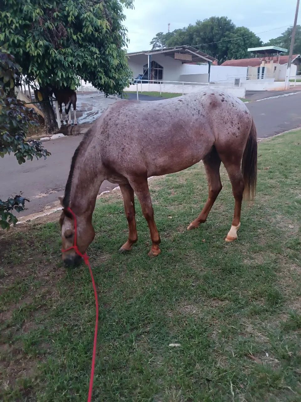 Vendo égua appaloosa - Foto 2