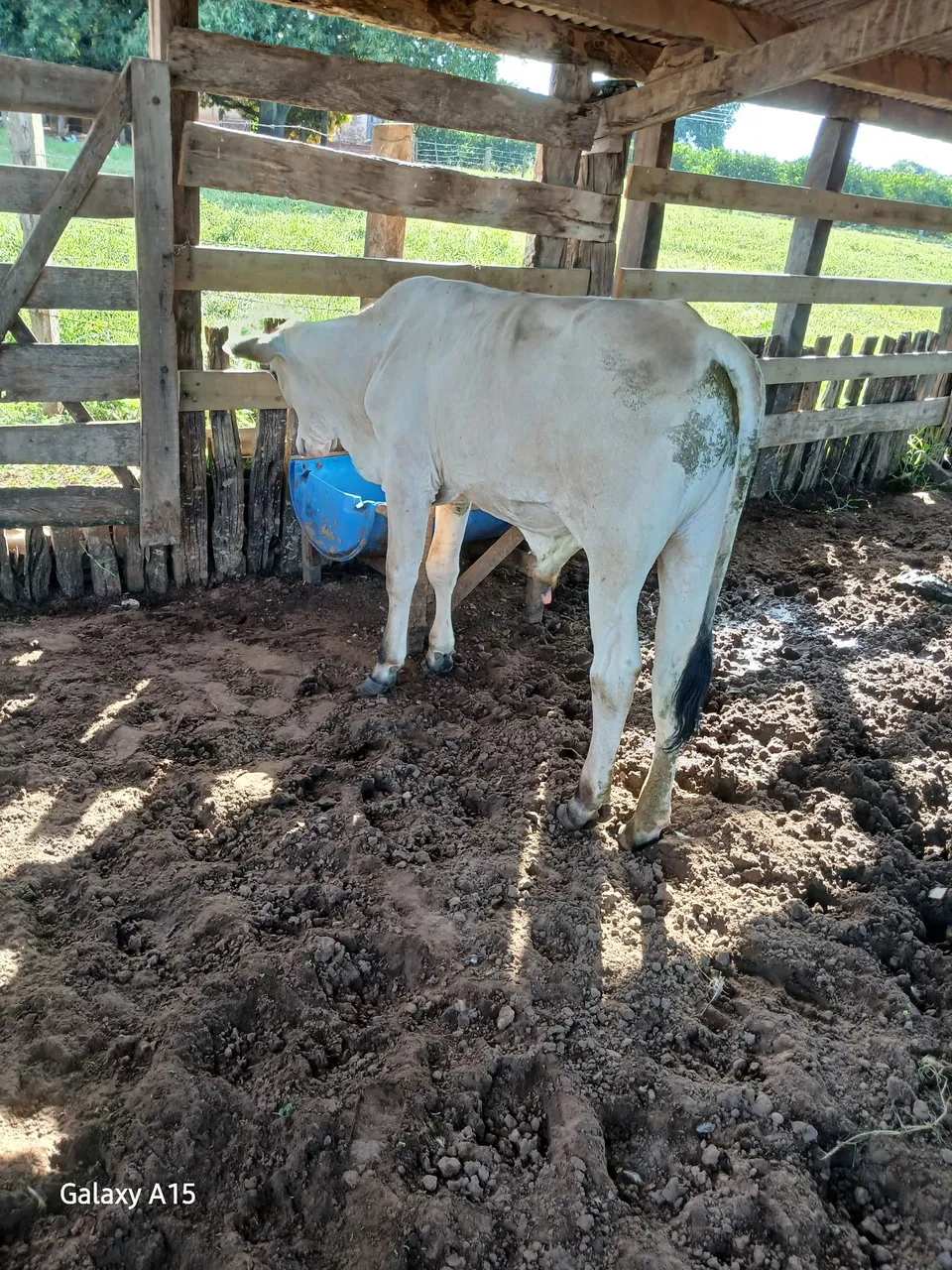 Vendo bezerro macho