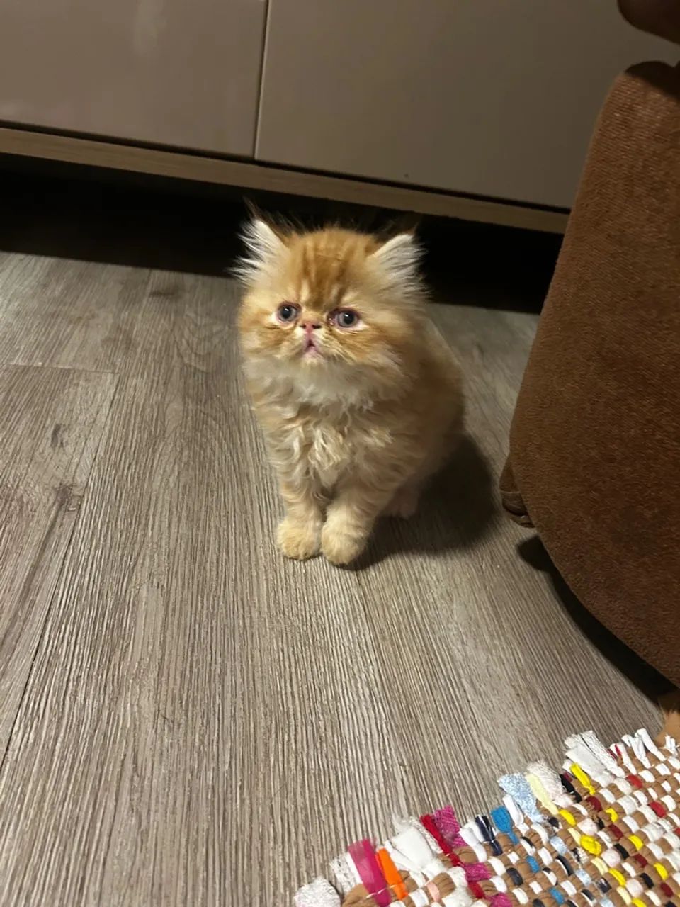 Filhote gato mini-persa - Foto 6